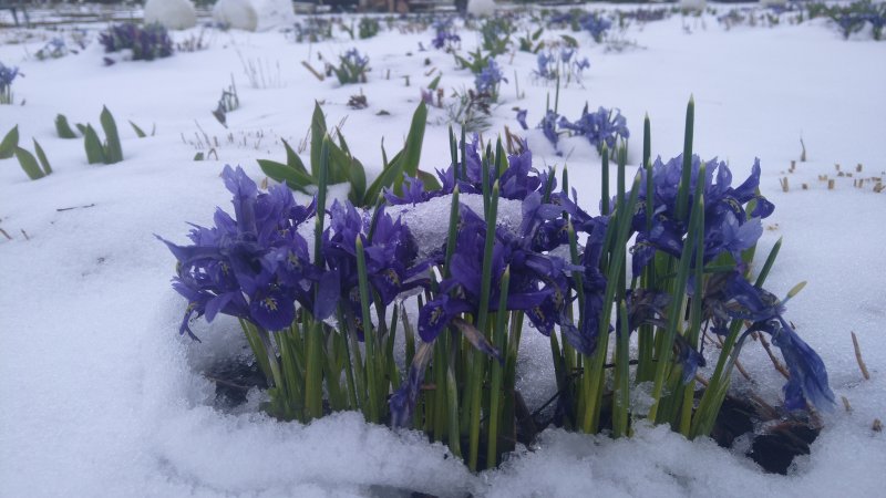 Iris reticulata ‘Harmony’ võrkiiris